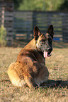 liegender Malinois