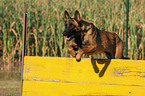 springender Malinois