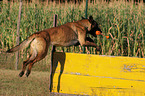 springender Malinois