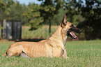 liegender Malinois