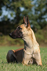 liegender Malinois