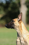 Malinois Portrait