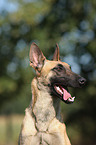 Malinois Portrait