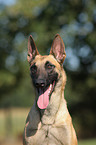 Malinois Portrait