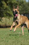 rennender Malinois