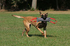 Malinois mit Dummy