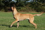 rennender Malinois