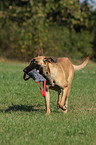 Malinois mit Dummy