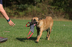 Malinois mit Dummy