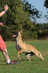 rennender Malinois