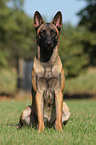 sitzender Malinois