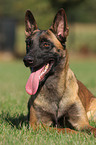 liegender Malinois