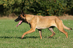 rennender Malinois