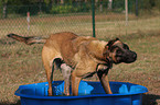 badender Malinois