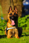 Malinois