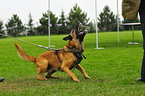 Malinois beim Schutzhundsport