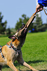 Malinois beim Schutzhundsport