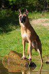 Malinois