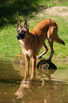 Malinois