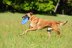 spielender Malinois