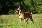 Malinois