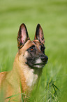 Malinois Portrait