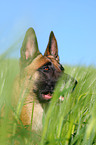 Malinois Portrait