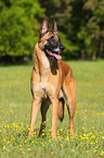 Malinois