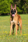 Malinois