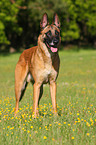 Malinois