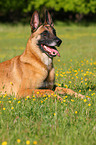 Malinois