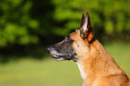 Malinois Portrait