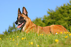 Malinois