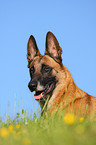 Malinois Portrait