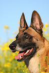 Malinois Portrait