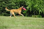 spielender Malinois