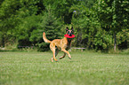 spielender Malinois