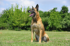 Malinois