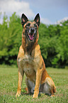 Malinois