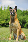 Malinois