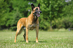 Malinois