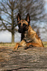 Malinois Portrait