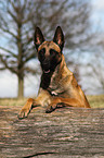 Malinois Portrait