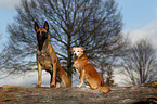 Malinois und Mischling