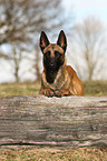 Malinois Portrait