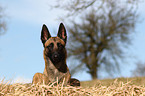 liegender Malinois