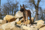 Malinois