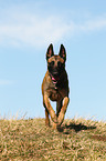 rennender Malinois