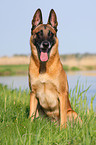 sitzender Malinois