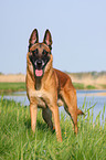 Malinois